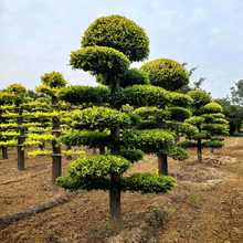 造型榆树金叶榆 庭院苗木绿化行道公园批发地径20--30公分榆树苗