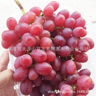 ������������ ɽ�|ƽ�ȴ��ɽ�������l������Ʒ�N���ј���r���