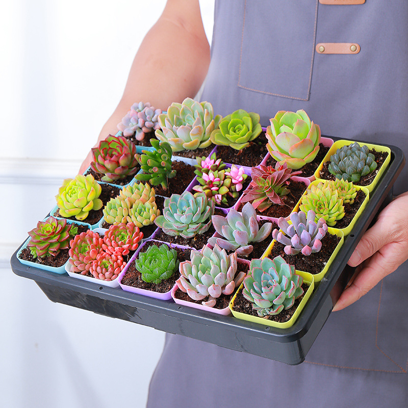 Bandeja para plántulas de plástico 20 cavidades