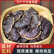 产地批发金边灵芝金边小灵芝煲汤滋补干货山东