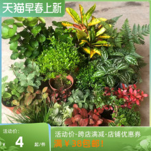 ��ˮʯֲ��Gֲ��ˮʯˮꑸ����ָ׼�ɽ�쾰̦�\ާ΢���^�辰ֲ��