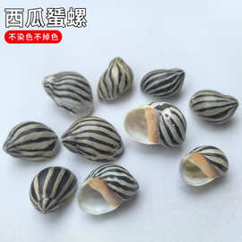 小海螺贝壳按斤卖西瓜蜑螺线条螺小标本螺蜗牛螺鱼缸造景饰品配件