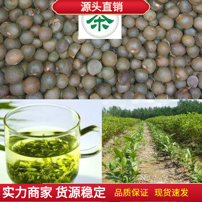 新采茶叶种子茶种籽绿茶种子西湖龙井碧罗春铁观音毛尖茶花茶树籽