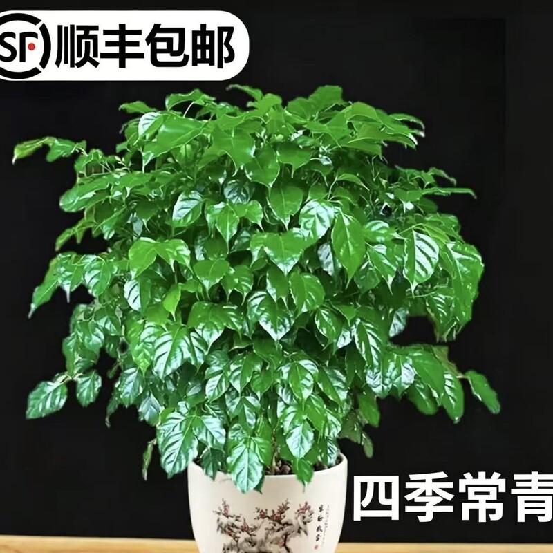 Happy Tree Potted Indoor Green Plant Thick Pole Old Pile Living Room Fortune Tree Money Tree Green Treasure Evergreen All Year Round Easy to Maintain Happy Tree Potted Indoor Green Plant Thick Pole Old Pile Living Room Fortune Tree Money Tree Green Treasure Evergreen All Year Round Easy to Maintain