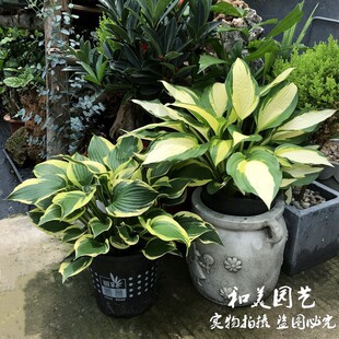 Phnom Penh Hosta Flower Seedlings Canadian Blue Catherine June Easy-To-Grow Perennial Shade-Tolerant Flower Mirror Plant