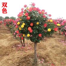 �䘶�¼���󻨝���༾�_���޽Ә���¼������Ϙ�ͥԺ��������