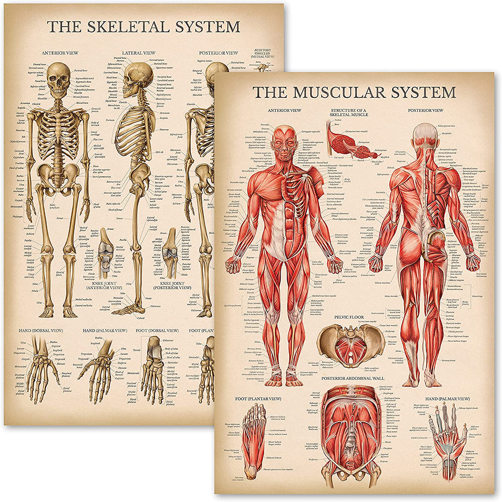 亚马逊人体解剖海报 复古肌肉骨骼系统解剖图医学英文教育挂画