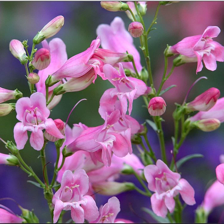 Оптовая продажа высококачественных травянистых цветов Семена кулон ивы декоративные растения Садоводство цветы легко выращивать