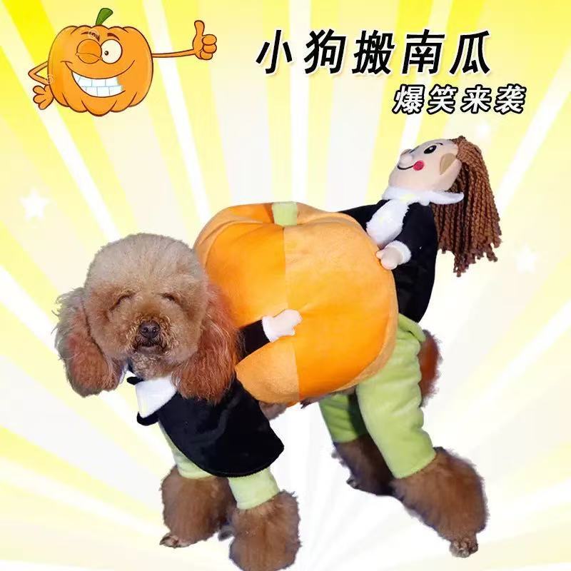 面白いテディプードルペット犬がカボチャを持ち上げて変身するハロウィン用のカボチャの服を着ています|undefined