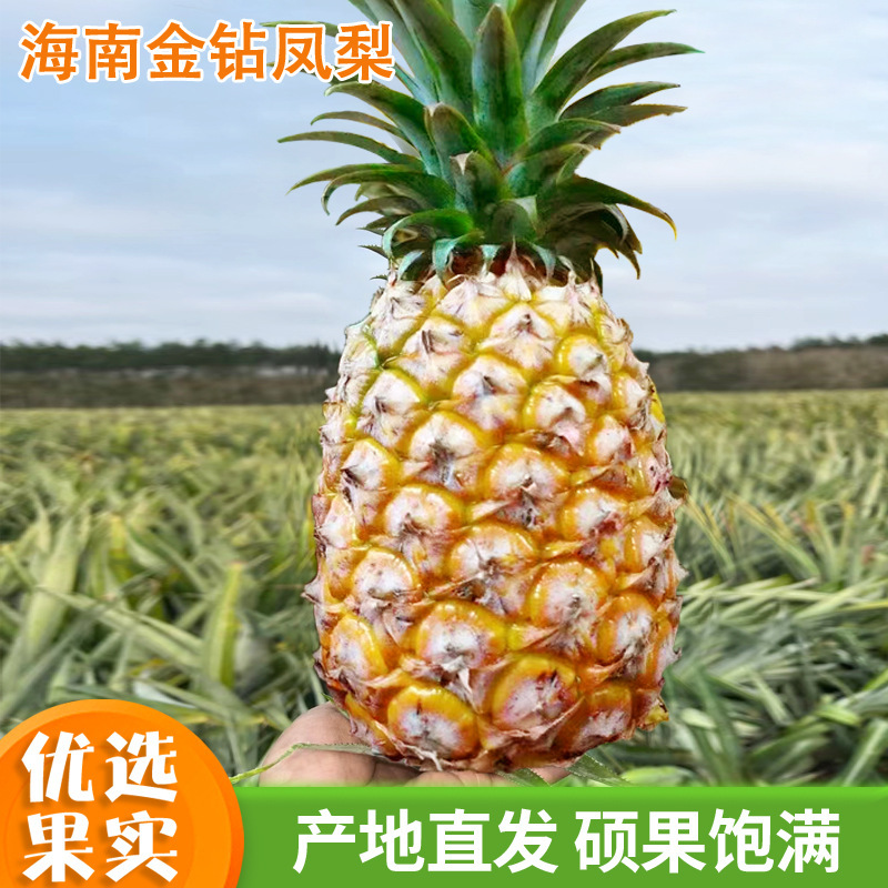 Fresh Hainan Golden Diamond Pineapple, Not Xuxin Pineapple, Hand-Torn, Whole Box, Dropshipping Available, Sweet and Juicy