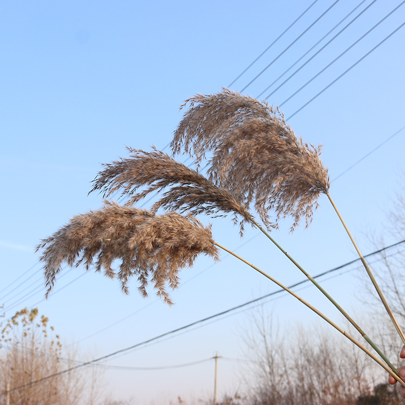 Dry flower Reed natural decorative ornaments eternal flowers to take…