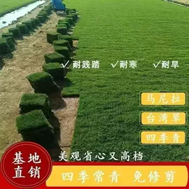 种子;草种子;草坪