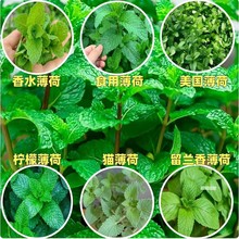 ɿʳ÷Nļ؈~ֲ׷NݷN