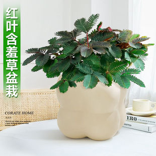 ���߲�����С�Gֲ��Ʒ�ɐ�ֲ���ļ������҃�Ȥζ���B�׻��