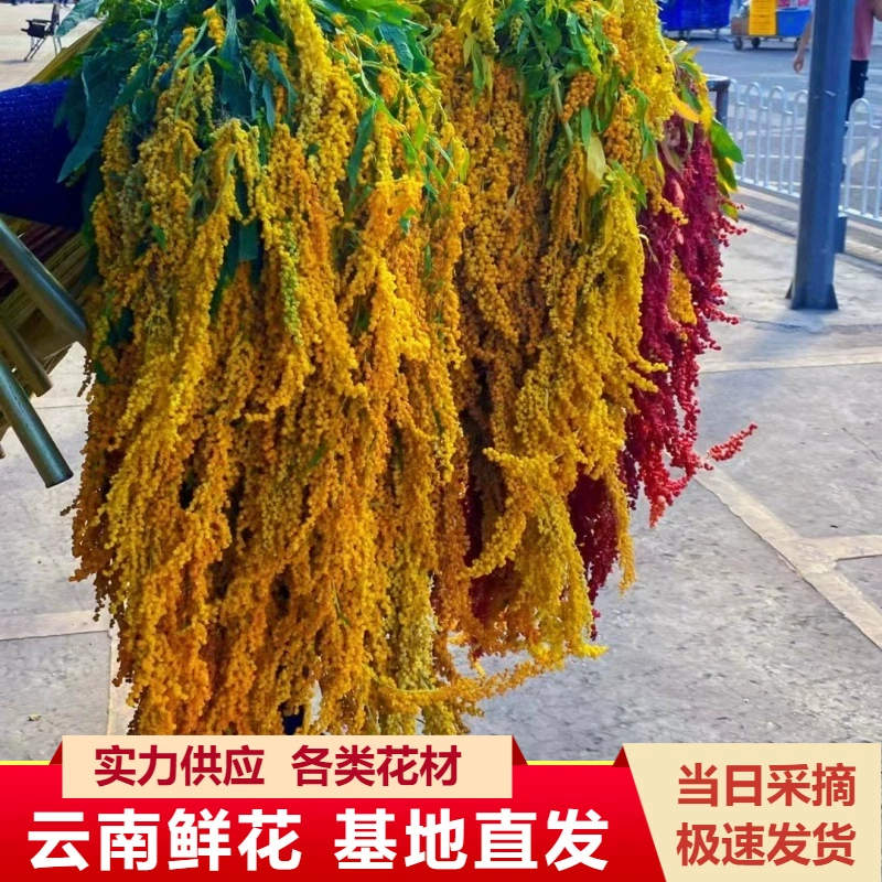 Roulisi Flowers Юньнань Куньмин Цветы оптом Lover Tears Flowers База Прямые волосы Свадебные мероприятия Цветочная групповая покупка