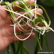 ���س��۰������ˮ��ֲ�� �ļ�����ˮ�w�G����� �rз�~���