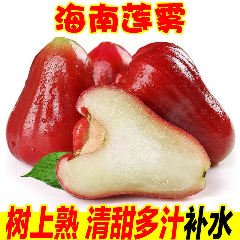 Hainan Sanya Wax apple Season fresh Tropical fruit Wax apple Full container wholesale