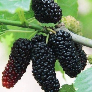 ��ɣ���ݮ��ɣ������������B�Q�ļ��������Ϸ������Nֲɣ�����