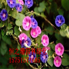 基地批发花卉种子 牵牛花 凤仙花鲁冰花 送春花品种齐全四季播种