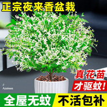 夜来香盆栽花树苗老桩带花苞室内外驱蚊花卉植物庭院阳台四季易活