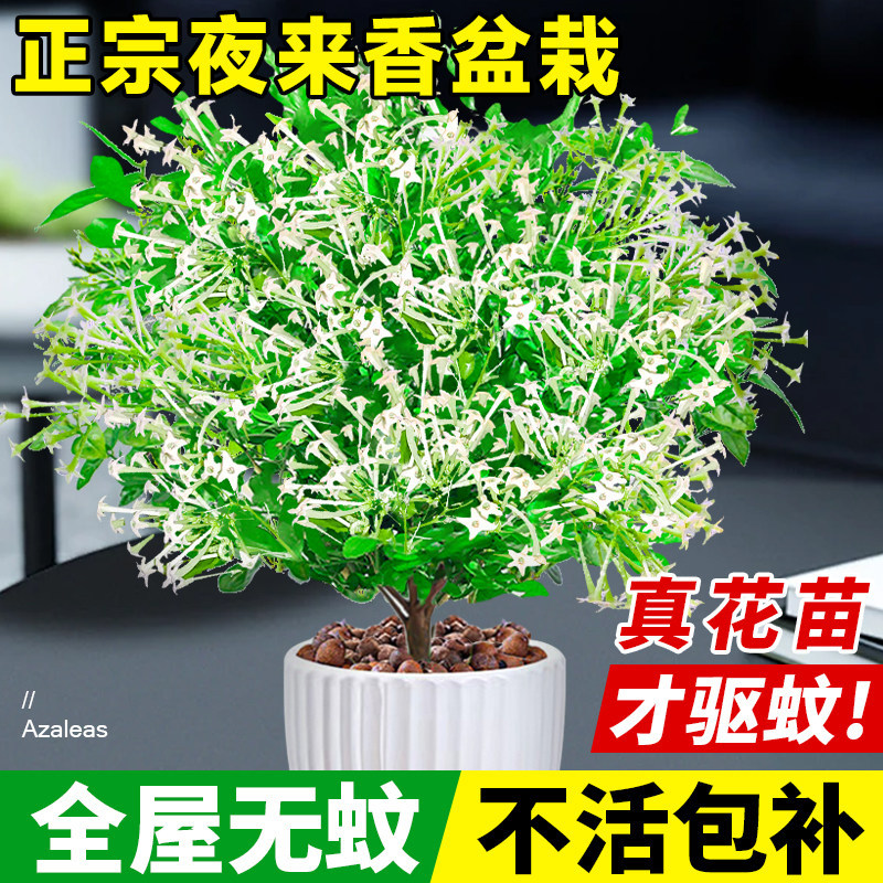 夜来香盆栽花树苗老桩带花苞室内外驱蚊花卉植物庭院阳台四季易活