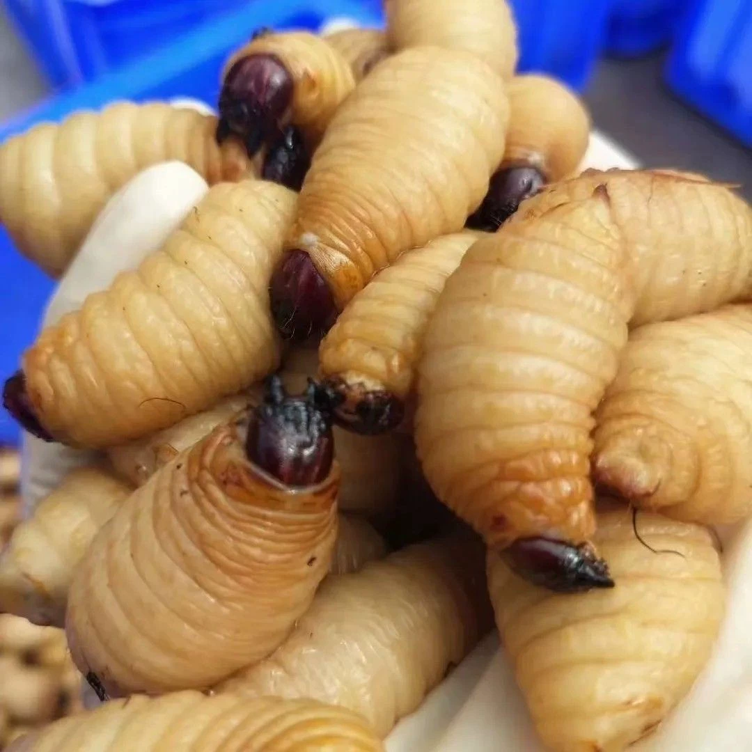 Живые Замороженные Большие Бамбуковые Насекомые Бамбуковые Побеги Насекомых Бамбуковая Куколка Сухое Замороженное Бесплатно Со Льдом Большие Бамбуковые Побеги Личинки Бамбуковые Побеги Насекомые Свежий Корм Для Домашних Животных