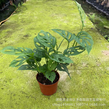 仙洞竹芋盆栽办公室好养绿植净化空气观叶植物四季常青攀爬洞洞芋