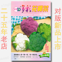 约220粒多彩花椰菜种籽 花菜种籽批发 四季高发芽率松花菜紧花菜