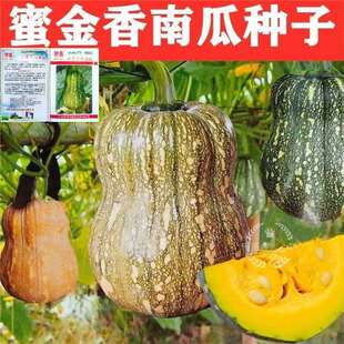 ����С�ϹϷN�� ����������ϹϷN�� ����J��Ŵ�Ϲ��߲˷N�Ӵ���