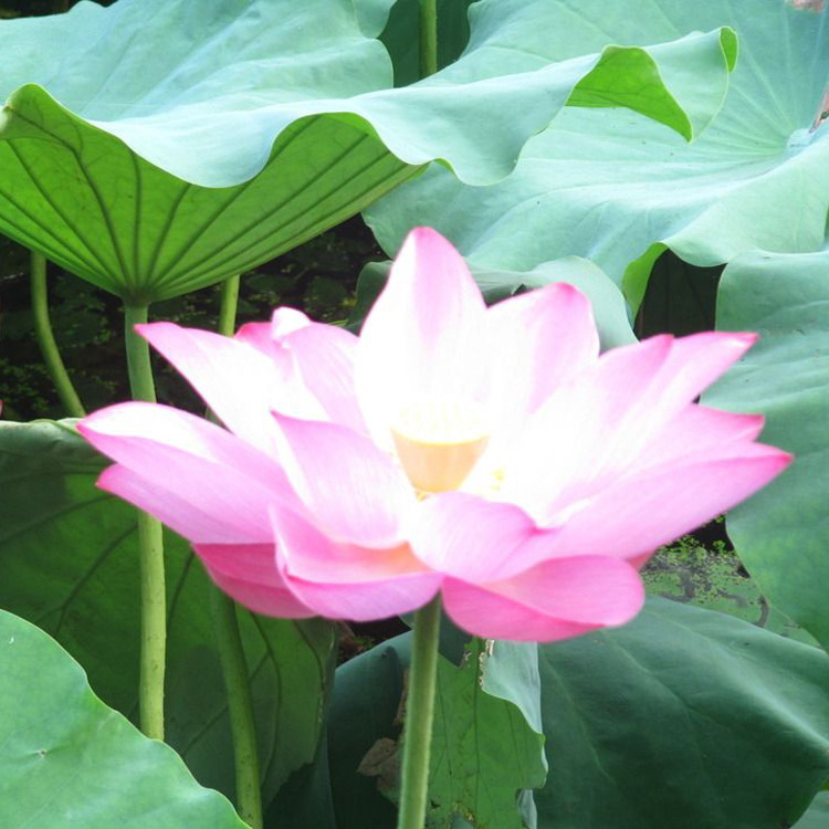 莲花（荷花）香精，野花香精，薰衣草香精，各种花香香精