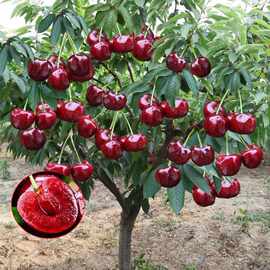 车厘子树苗樱桃树苖南方北方种植盆栽庭院四季矮化樱桃树大樱桃苗