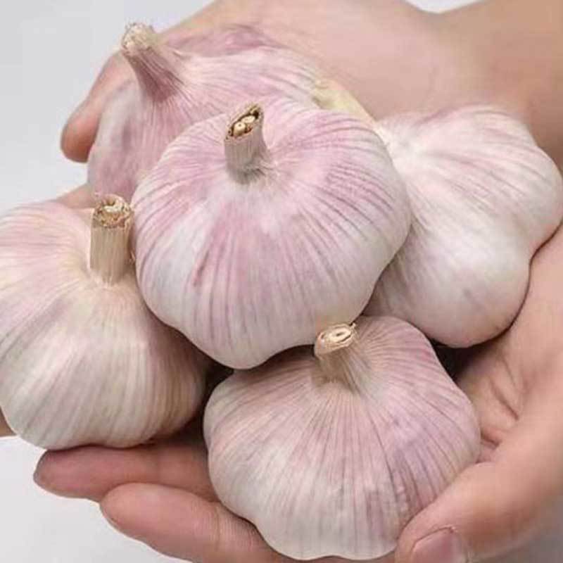 Garlic wholesale Dried Garlic 5 catties 10 Specifications Purple White Cheap Manufactor wholesale Cross border