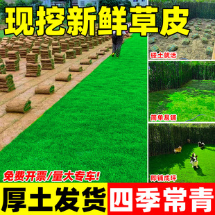 Living Turf Lawn with Soil, No Pruning, Dwarf Bermuda House Garden, Courtyard Greening, Manila Real Lawn