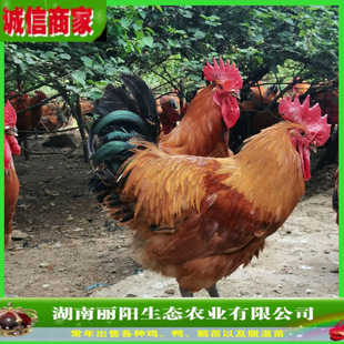 ���l���_���u�����������u���w�����׻���B���M���gָ�����_�u