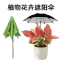 植物盆栽两用多肉迷你伞