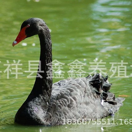 Черные лебеди продаются на разведочных фермах в живописных местах. Чистокровные черные лебеди продаются парами.