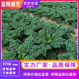 Scottish Kale Seeds Edible Ornamental Vegetable Seeds Balcony Potted Plants Affordable Price Supply
