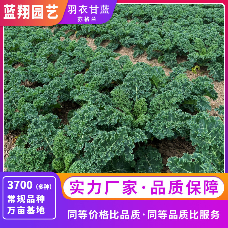 スコットランドケールの種子、食用観賞用野菜の種子、ベランダ鉢植え、手頃な価格で供給|undefined