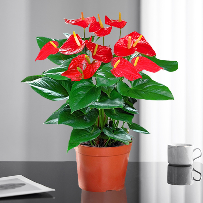 특급 안스리움 1~3송이 + 오리지널 화분 + 영양액