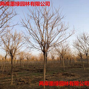 ������ľ���ߗU�S�𻱡���֦�������~����8-15cm���Ȉ@�־G����ľ