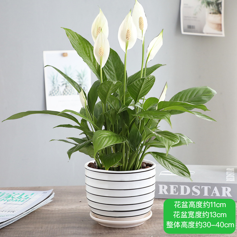 특급 부드러운 항해 화이트 팜 + 블랙 라인 세라믹 세면대