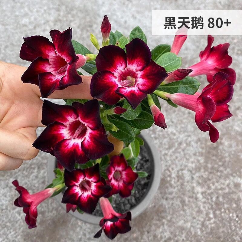 # 7 블랙스완-사막(3년생 모종) 같은 해에 개화