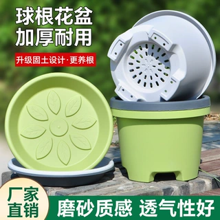 加厚矮款树脂花盆塑料透气球根郁金香百合朱顶红藏红花专用大号盆