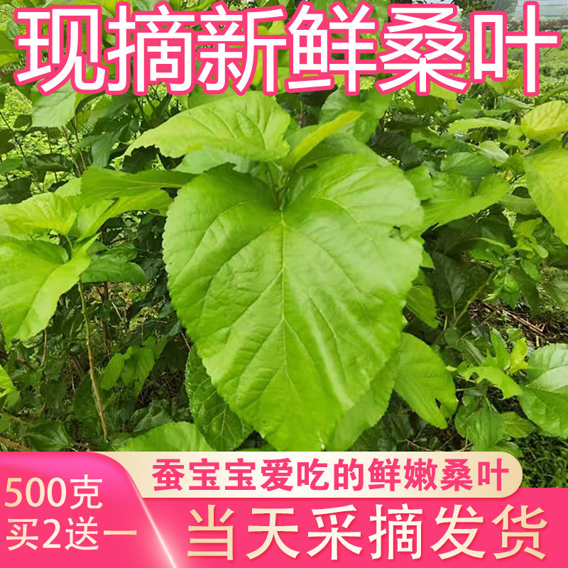 Fresh Mulberry Leaves for Silkworms, Students Raising Silkworms, Mulberry Leaves for Feeding Silkworms, Freshly Picked, Fresh and Tender Mulberry Leaves for Silkworms to Eat
