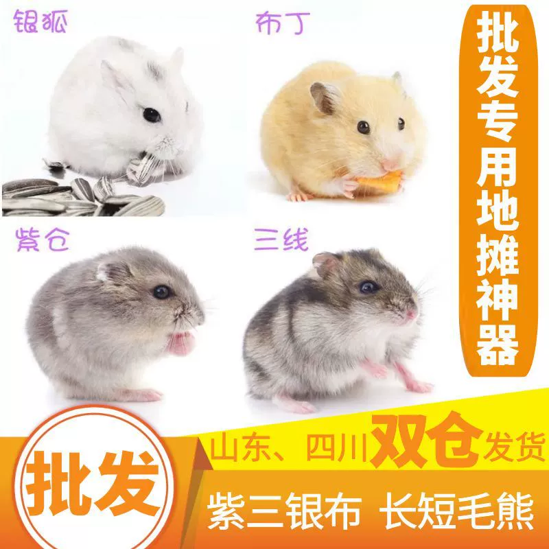 Хомяк Оптовая продажа живой питомец пудинг серебряная лисица три линии фиолетовый склад маленький питомец медведь мышь живой свекровь крыса