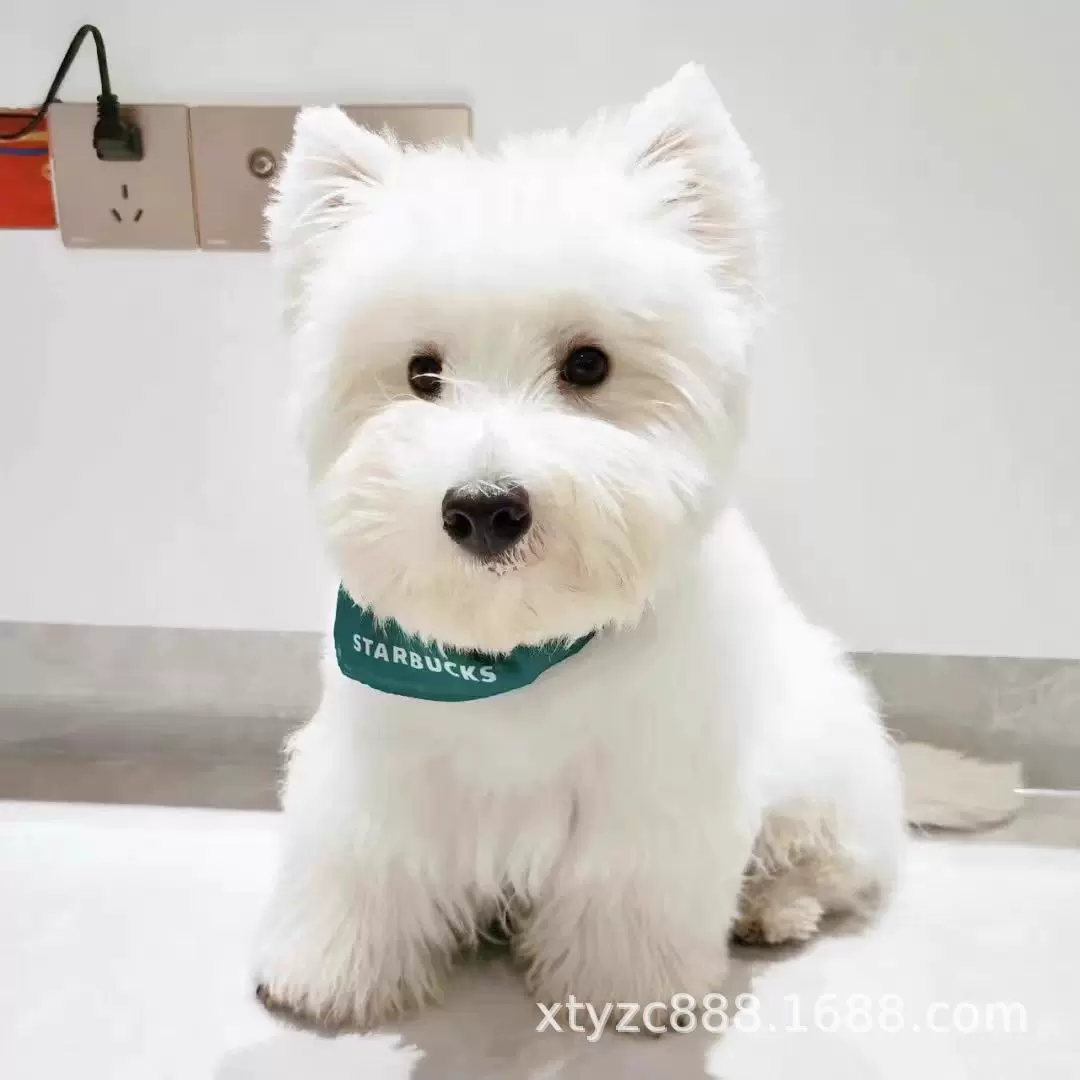 纯种西高地犬幼犬活体软毛刚毛西高地白梗幼崽家养宠物狗西高地犬