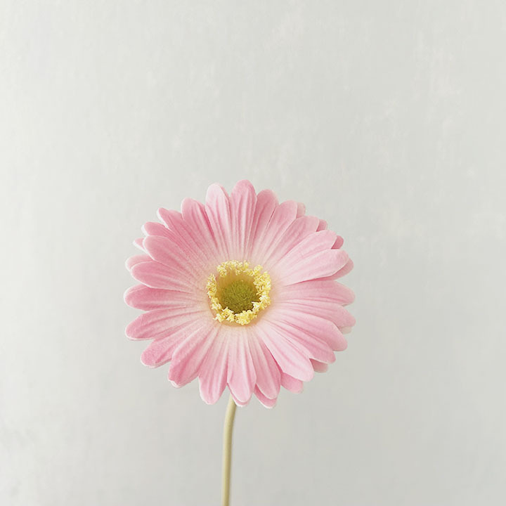 로즈 레드