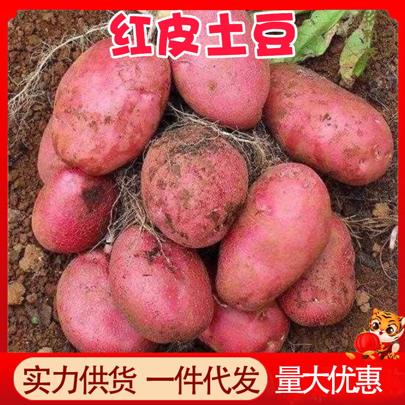 Yunnan Red Potatoes 2.5kg Whole Box Colorful Freshly Dug Fresh Vegetables 3 Wholesale Free Shipping 10 Potatoes Potatoes