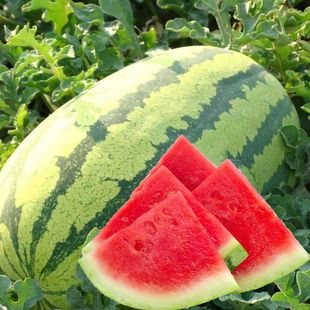 �������r��̖���ϷN�� �߮a�ļ����Нh�������ϳ��������������