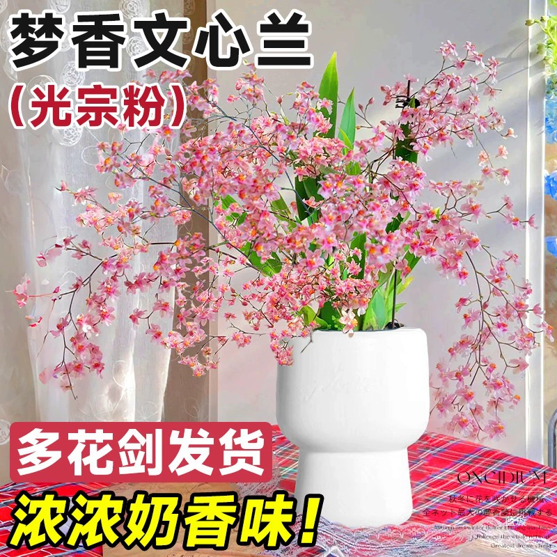 Mengxiang Wenxi орхидея в горшке с бутонами фаленопсис духи Дендробиум